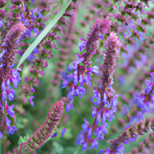 heets purple
